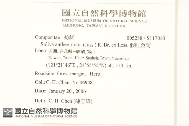 假吐金菊藏品圖，第2張