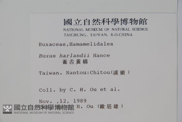 華南黃楊，雀舌黃楊，匙葉黃楊藏品圖，第2張