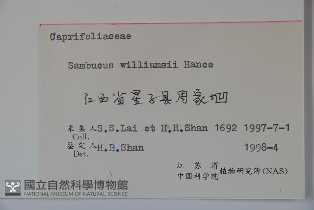 接骨木，木蒴藋藏品圖，第2張