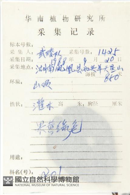 油柿藏品圖，第2張