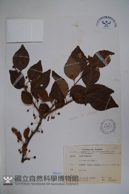 草野氏冬青藏品圖，第1張