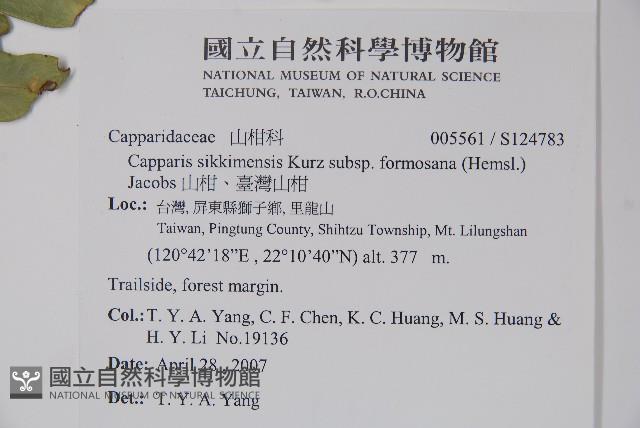 山柑、臺灣山柑藏品圖，第2張