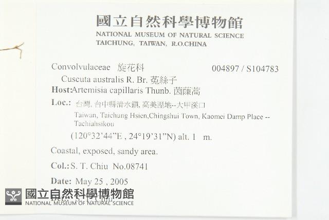 菟絲子藏品圖，第2張