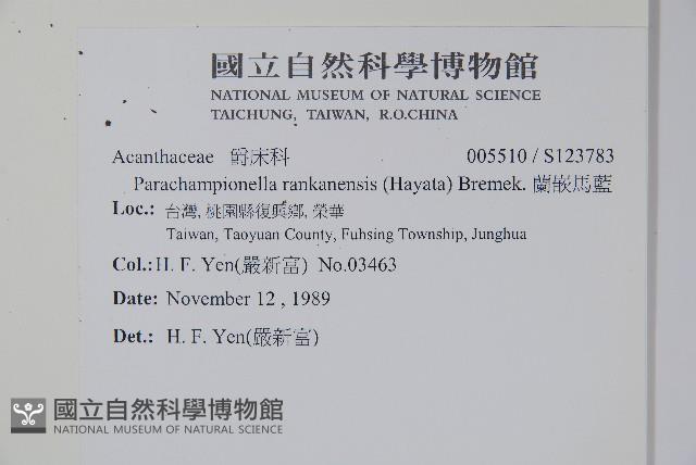 翅柄馬藍藏品圖，第2張