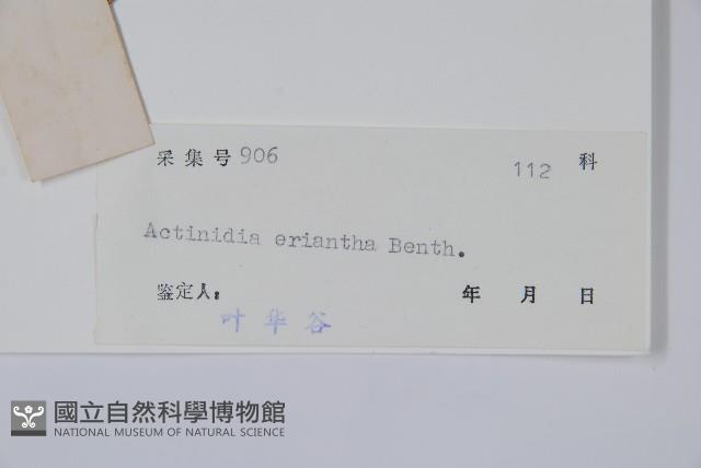 毛花楊桃藏品圖，第2張