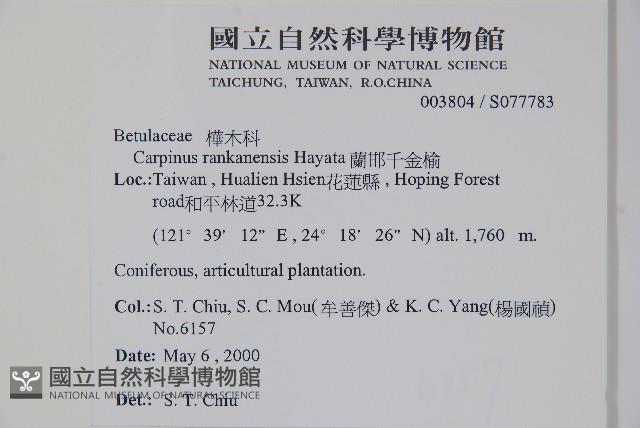 Rankan hornbeam Collection Image, Figure 2, Total 2 Figures