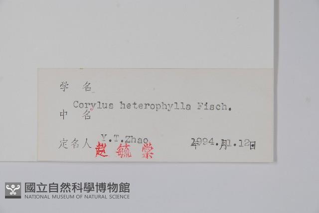 榛樹藏品圖，第2張