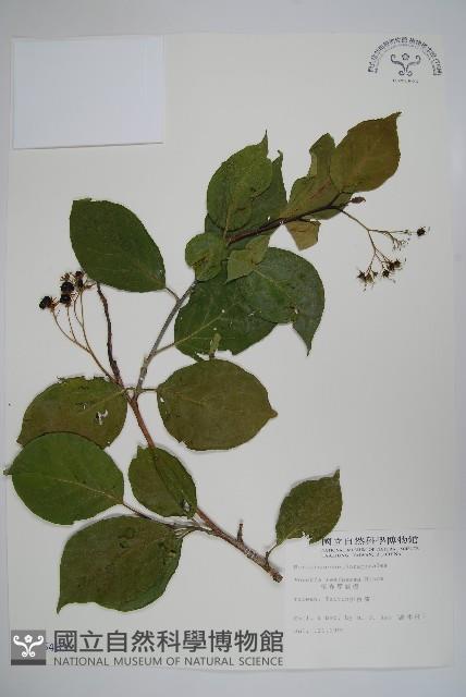 Naves ehretia, Formosa Ehretia Collection Image, Figure 1, Total 2 Figures