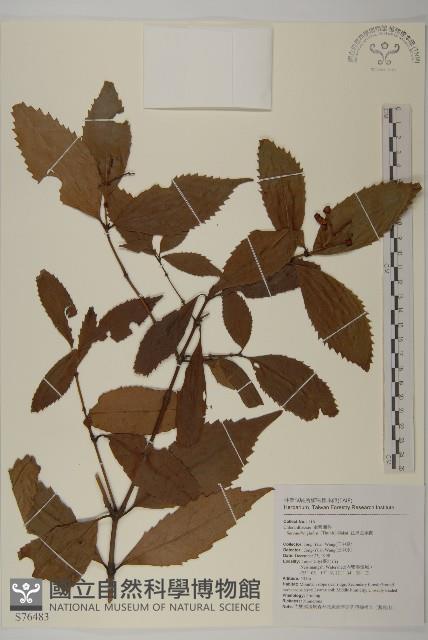 草珊瑚、紅果金粟蘭藏品圖，第1張