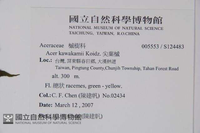 尖葉槭藏品圖，第2張