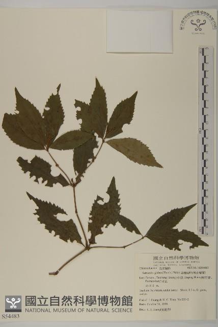 草珊瑚、紅果金粟蘭藏品圖，第1張