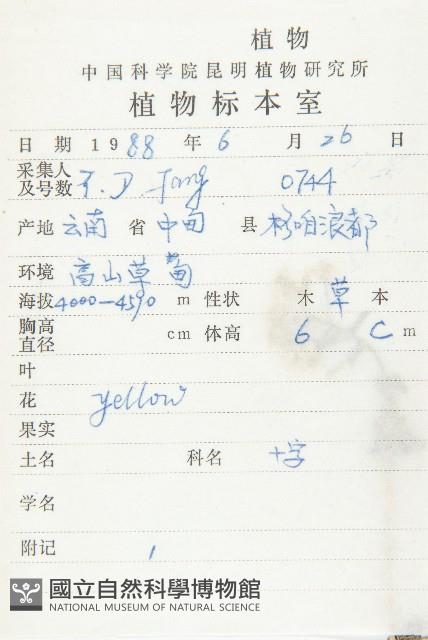 山菜葶藶藏品圖，第2張