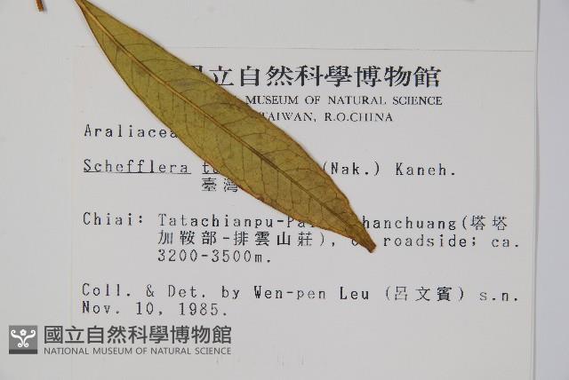 臺灣鵝掌柴藏品圖，第2張