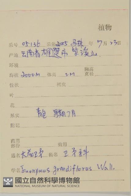 大花衛矛藏品圖，第2張