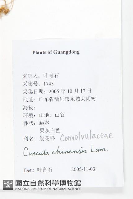 中國菟絲子藏品圖，第2張