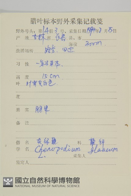灰綠藜藏品圖，第2張