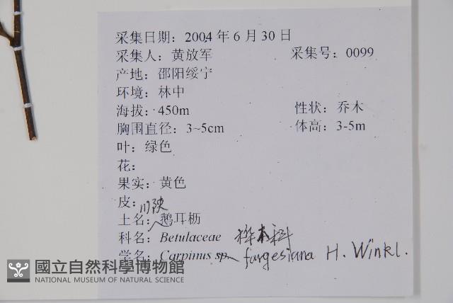 千筋樹藏品圖，第2張