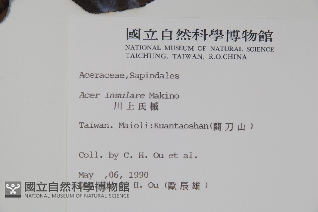 大屯尖葉槭, 川上氏槭藏品圖，第2張