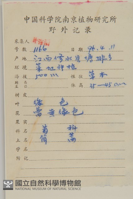 孔雀菊藏品圖，第2張