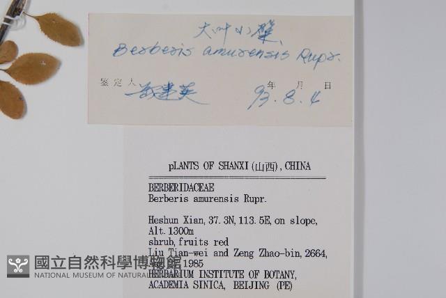 大葉小蘗藏品圖，第2張