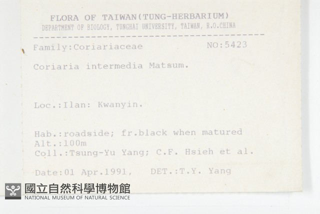 臺灣馬桑藏品圖，第2張
