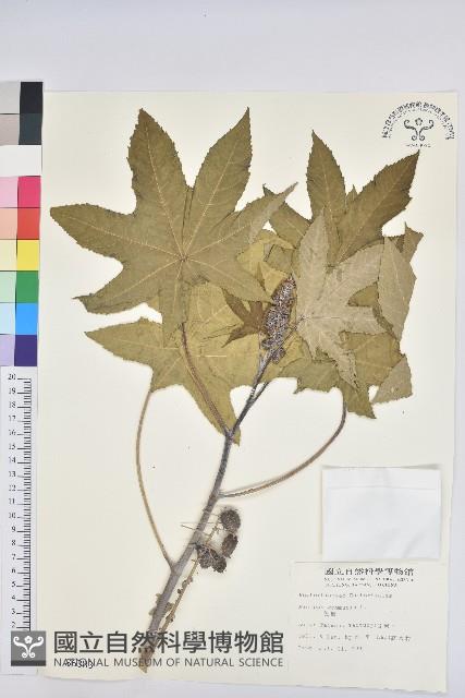 蓖麻藏品圖，第1張