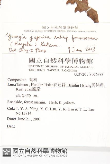 台灣黃鵪菜藏品圖，第2張