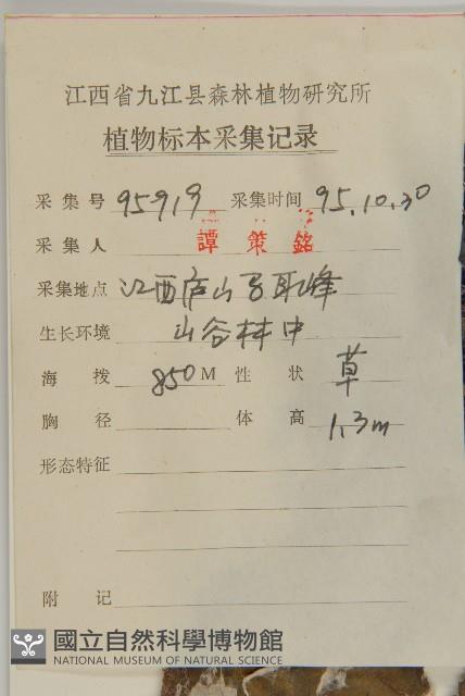 牛蒡藏品圖，第2張