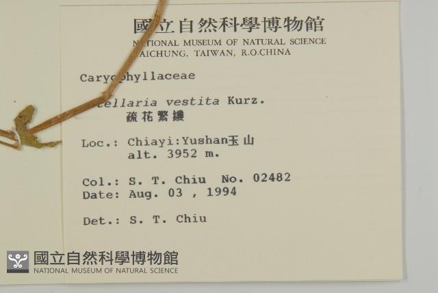 疏花繁縷藏品圖，第2張