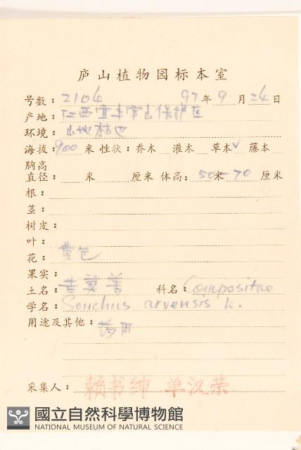 苦苣菜藏品圖，第2張