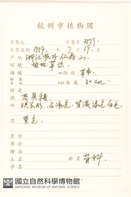 線葉旋覆花藏品圖，第2張
