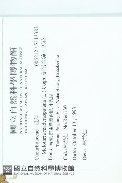 倒吊金鐘、天花藏品圖，第2張