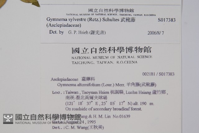 武靴藤藏品圖，第2張