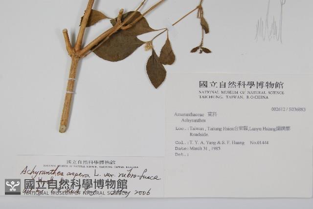 紫莖牛膝、台灣牛膝藏品圖，第2張