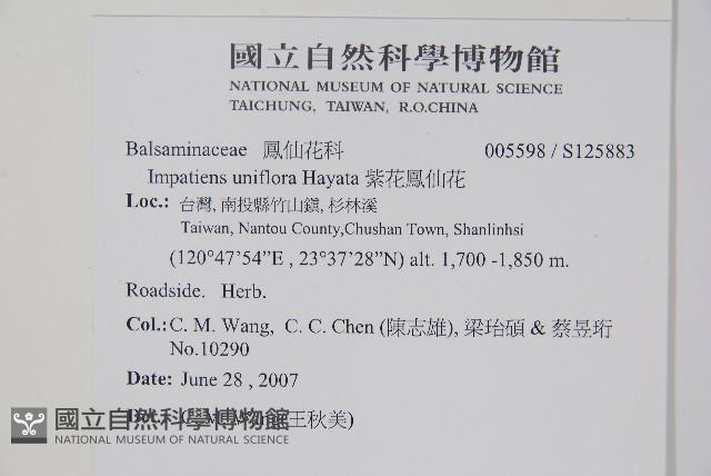 紫花鳳仙花藏品圖，第2張