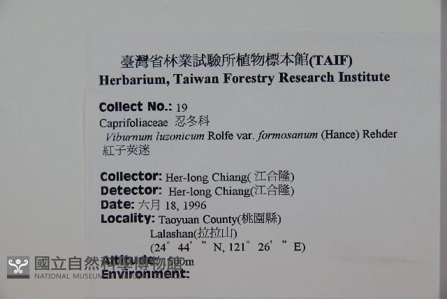 紅子莢迷藏品圖，第2張