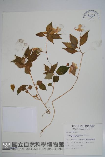 紫花鳳仙花藏品圖，第1張