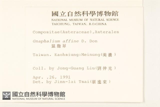 鼠麴草藏品圖，第2張