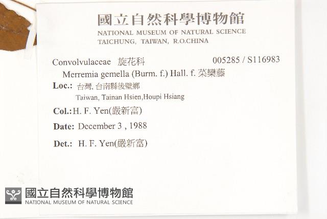 菜欒藤藏品圖，第2張