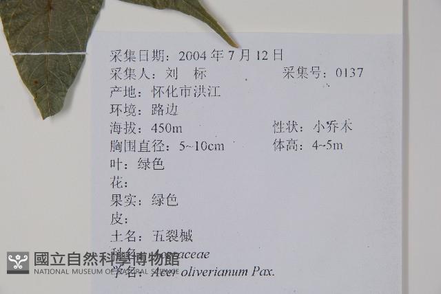 五裂槭藏品圖，第2張