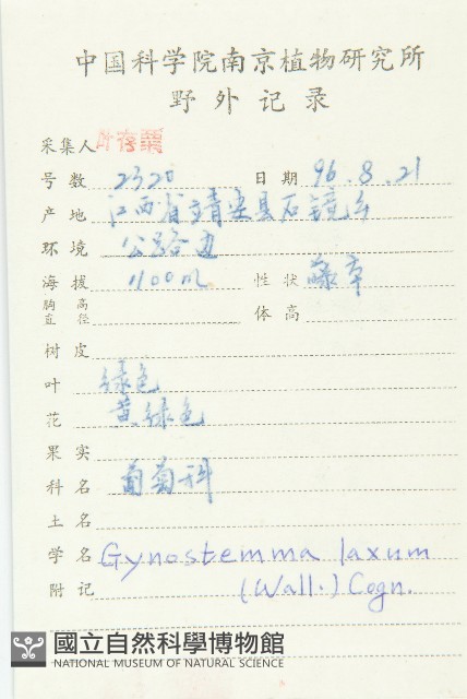 光葉絞股藍藏品圖，第2張