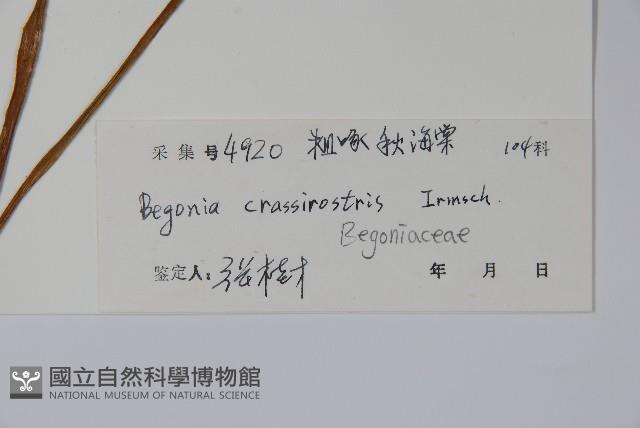 粗喙秋海棠藏品圖，第2張