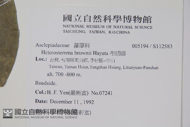 布朗藤藏品圖，第2張