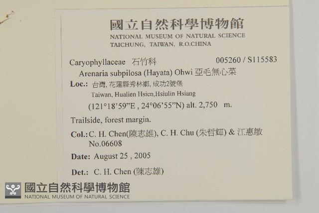 亞毛無心菜藏品圖，第2張