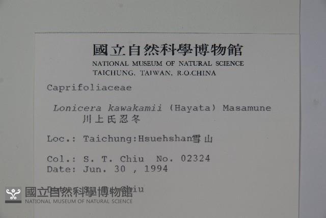 川上氏忍冬藏品圖，第2張