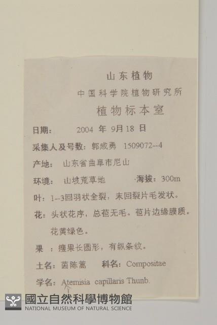 茵蔯蒿藏品圖，第2張