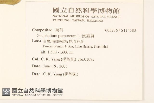 鼠麴舅藏品圖，第2張