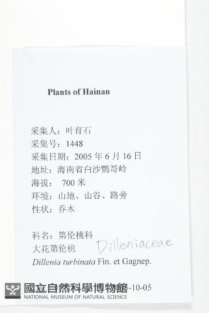 大花五椏果藏品圖，第2張