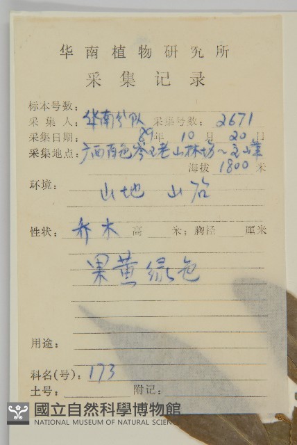 中國衛矛藏品圖，第2張