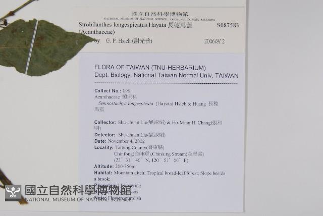 長穗馬藍藏品圖，第2張